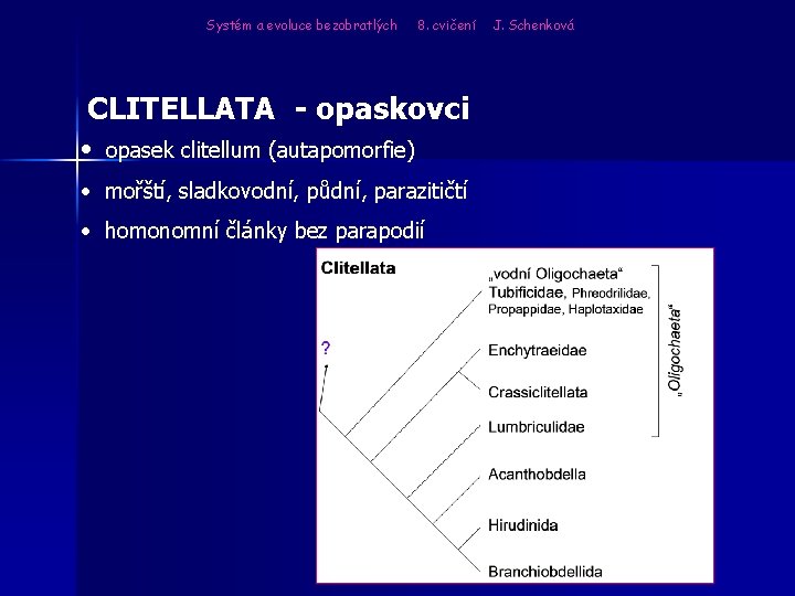 Systém a evoluce bezobratlých 8. cvičení CLITELLATA - opaskovci • opasek clitellum (autapomorfie) •