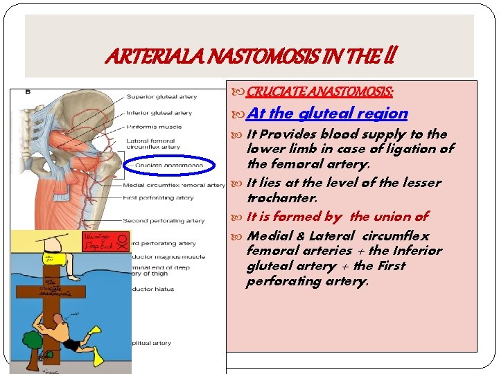 ARTERIALA NASTOMOSIS IN THE ll CRUCIATE ANASTOMOSIS: At the gluteal region It Provides blood