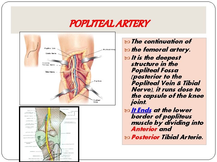 POPLITEAL ARTERY The continuation of the femoral artery. It is the deepest structure in