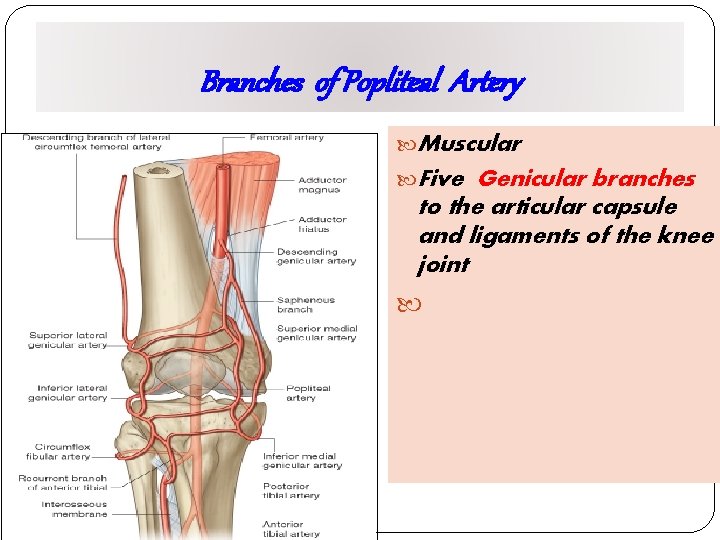 Branches of Popliteal Artery Muscular Five Genicular branches to the articular capsule and ligaments