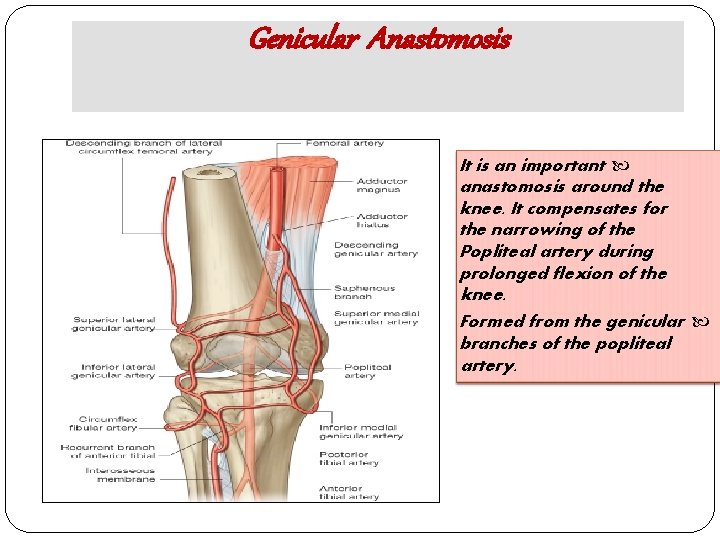 Genicular Anastomosis It is an important anastomosis around the knee. It compensates for the