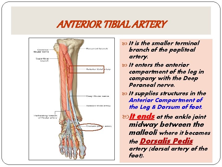 ANTERIOR TIBIAL ARTERY It is the smaller terminal branch of the popliteal artery. It