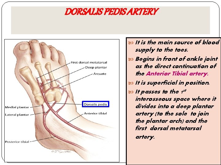 DORSALIS PEDIS ARTERY It is the main source of blood supply to the toes.