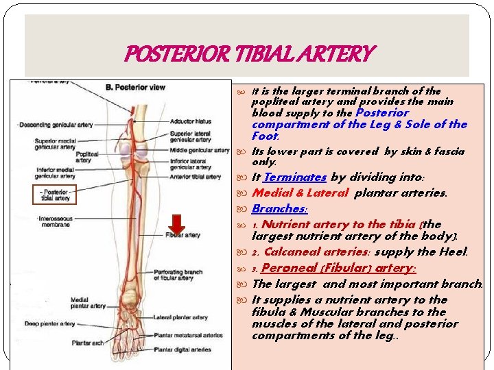 POSTERIOR TIBIAL ARTERY It is the larger terminal branch of the popliteal artery and