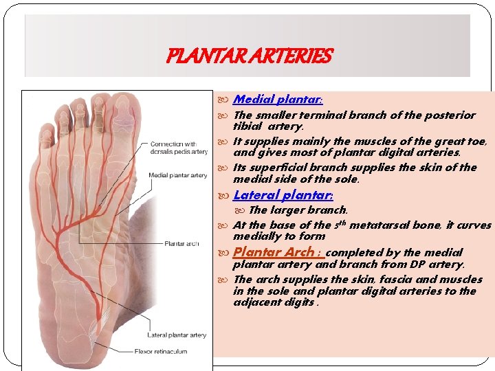 PLANTAR ARTERIES Medial plantar: The smaller terminal branch of the posterior tibial artery. It