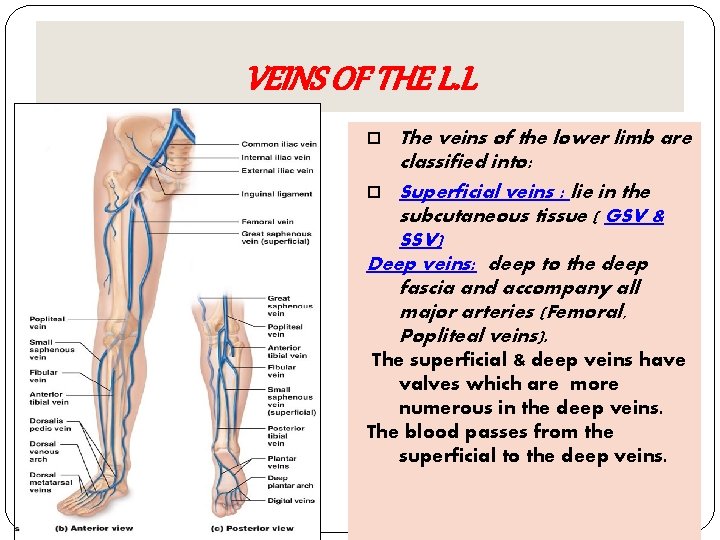 VEINS OF THE L. L The veins of the lower limb are classified into: