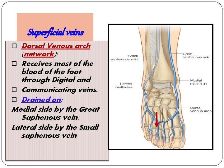 Superficial veins Dorsal Venous arch (network): Receives most of the blood of the foot