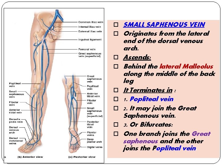  SMALL SAPHENOUS VEIN Originates from the lateral end of the dorsal venous arch.