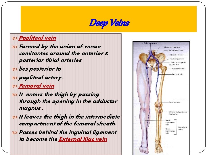 Deep Veins Popliteal vein Formed by the union of venae comitantes around the anterior