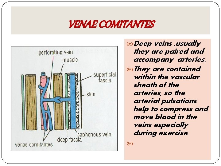 VENAE COMITANTES Deep veins , usually they are paired and accompany arteries. They are