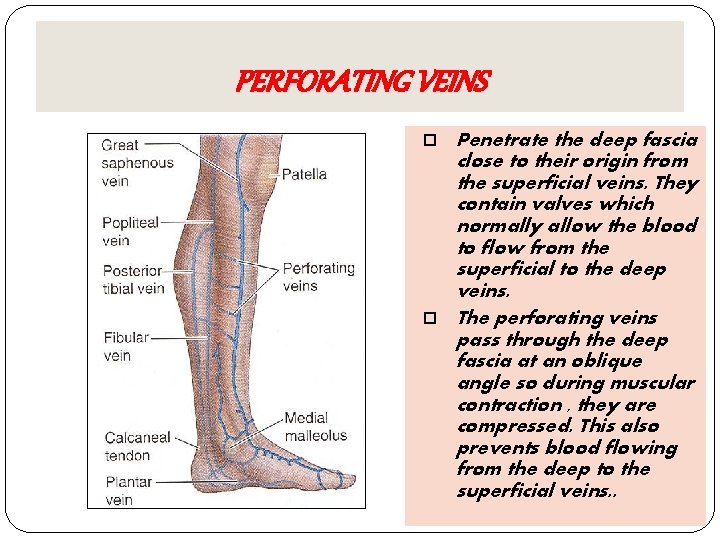 PERFORATING VEINS Penetrate the deep fascia close to their origin from the superficial veins.