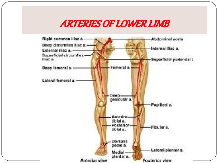 ARTERIES OF LOWER LIMB 