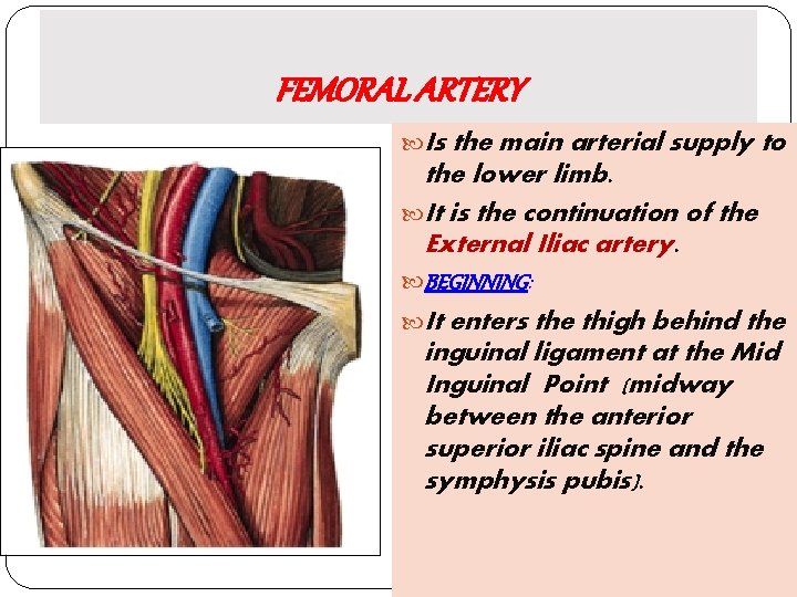 FEMORAL ARTERY Is the main arterial supply to the lower limb. It is the