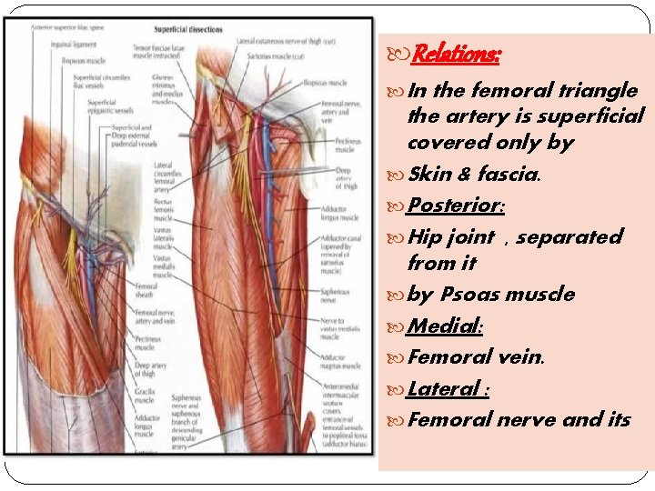  Relations: In the femoral triangle the artery is superficial covered only by Skin