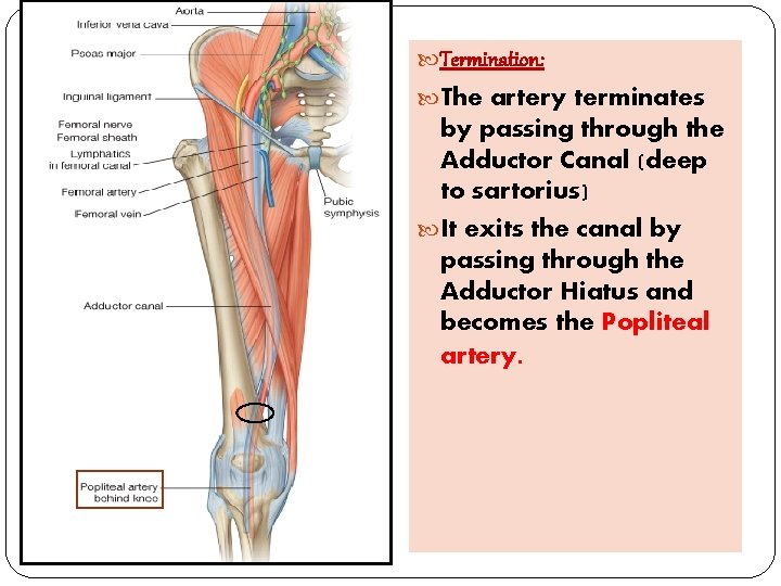  Termination: The artery terminates by passing through the Adductor Canal (deep to sartorius)