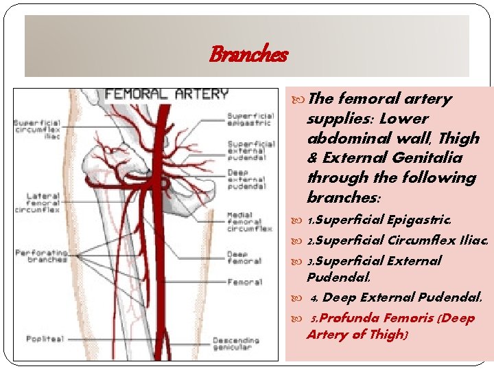 Branches The femoral artery supplies: Lower abdominal wall, Thigh & External Genitalia through the