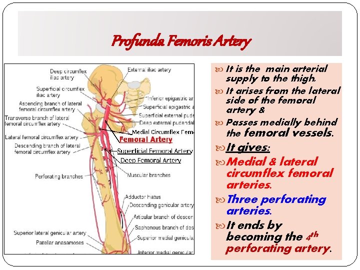 Profunda Femoris Artery It is the main arterial supply to the thigh. It arises