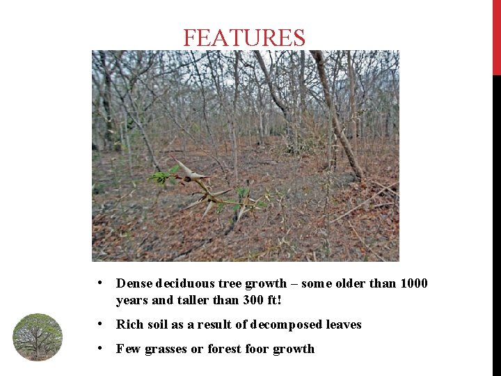 FEATURES • Dense deciduous tree growth – some older than 1000 years and taller