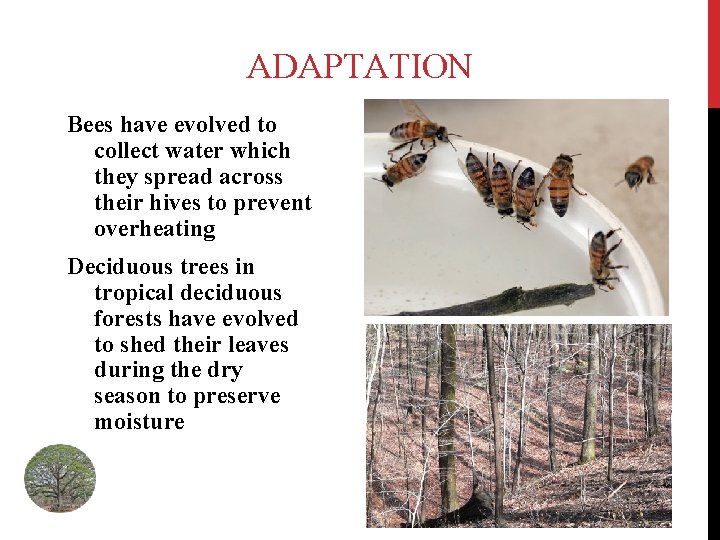 ADAPTATION Bees have evolved to collect water which they spread across their hives to