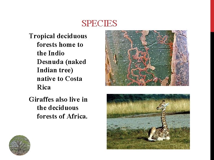 SPECIES Tropical deciduous forests home to the Indio Desnuda (naked Indian tree) native to