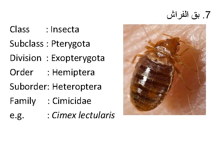  ﺑﻖ ﺍﻟﻔﺮﺍﺵ. 7 Class : Insecta Subclass : Pterygota Division : Exopterygota Order