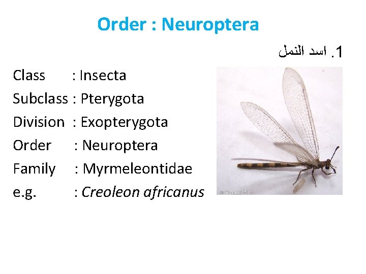 Order : Neuroptera ﺍﺳﺪ ﺍﻟﻨﻤﻞ. 1 Class : Insecta Subclass : Pterygota Division :