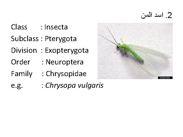  ﺍﺳﺪ ﺍﻟﻤﻦ. 2 Class : Insecta Subclass : Pterygota Division : Exopterygota Order
