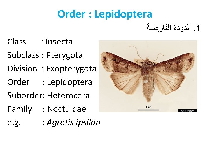 Order : Lepidoptera ﺍﻟﺪﻭﺩﺓ ﺍﻟﻘﺎﺭﺿﺔ. 1 Class : Insecta Subclass : Pterygota Division :