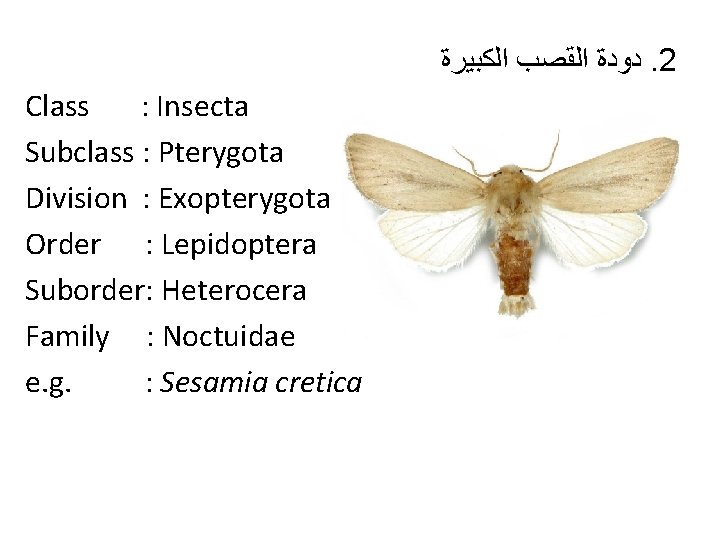  ﺩﻭﺩﺓ ﺍﻟﻘﺼﺐ ﺍﻟﻜﺒﻴﺮﺓ. 2 Class : Insecta Subclass : Pterygota Division : Exopterygota