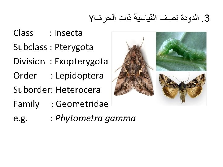 Y ﺍﻟﺪﻭﺩﺓ ﻧﺼﻒ ﺍﻟﻘﻴﺎﺳﻴﺔ ﺫﺍﺕ ﺍﻟﺤﺮﻑ. 3 Class : Insecta Subclass : Pterygota Division