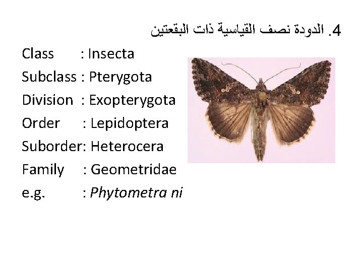  ﺍﻟﺪﻭﺩﺓ ﻧﺼﻒ ﺍﻟﻘﻴﺎﺳﻴﺔ ﺫﺍﺕ ﺍﻟﺒﻘﻌﺘﻴﻦ. 4 Class : Insecta Subclass : Pterygota Division