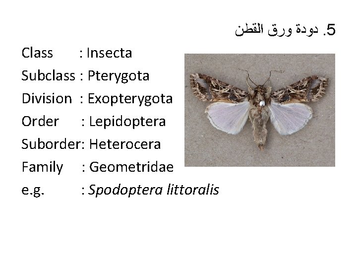  ﺩﻭﺩﺓ ﻭﺭﻕ ﺍﻟﻘﻄﻦ. 5 Class : Insecta Subclass : Pterygota Division : Exopterygota