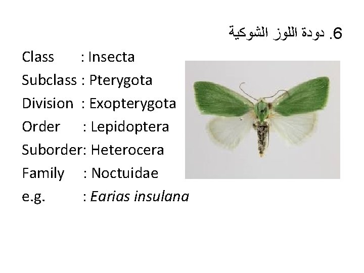  ﺩﻭﺩﺓ ﺍﻟﻠﻮﺯ ﺍﻟﺸﻮﻛﻴﺔ. 6 Class : Insecta Subclass : Pterygota Division : Exopterygota