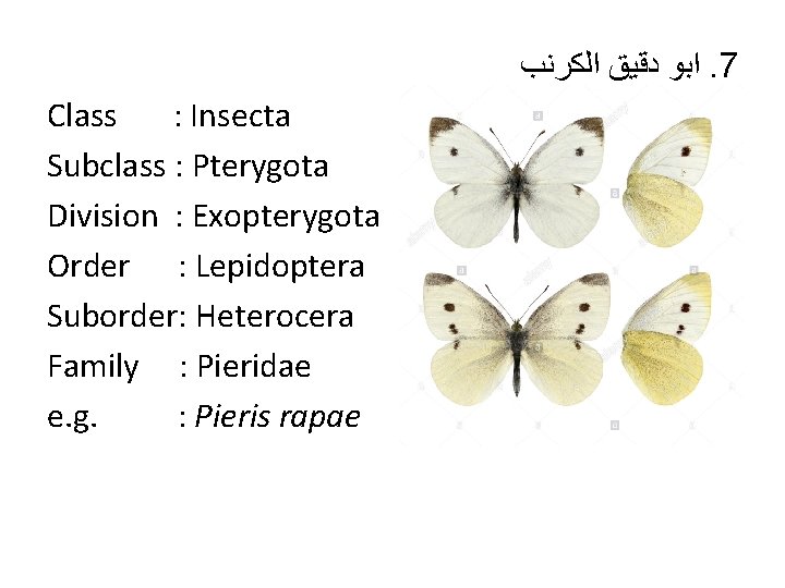  ﺍﺑﻮ ﺩﻗﻴﻖ ﺍﻟﻜﺮﻧﺐ. 7 Class : Insecta Subclass : Pterygota Division : Exopterygota