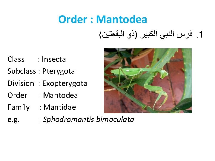 Order : Mantodea ( ﻓﺮﺱ ﺍﻟﻨﺒﻰ ﺍﻟﻜﺒﻴﺮ )ﺫﻭ ﺍﻟﺒﻘﻌﺘﻴﻦ. 1 Class : Insecta Subclass