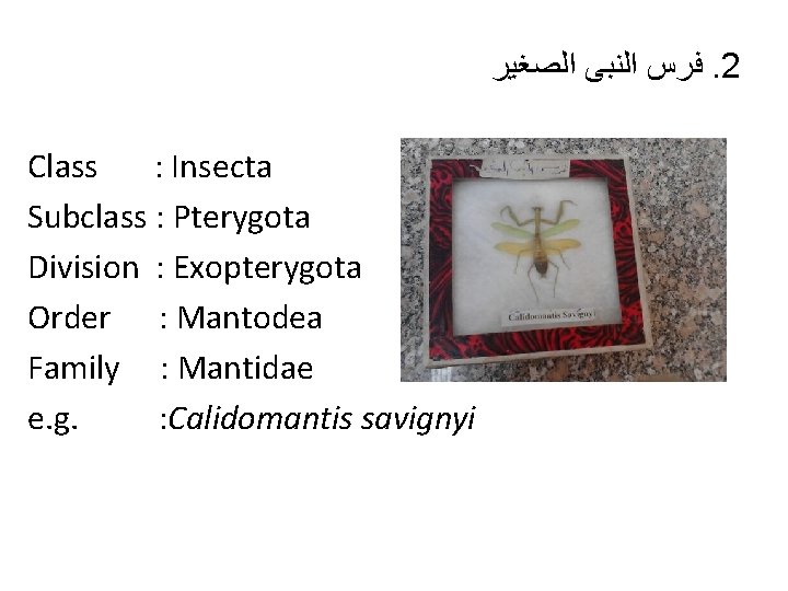  ﻓﺮﺱ ﺍﻟﻨﺒﻰ ﺍﻟﺼﻐﻴﺮ. 2 Class : Insecta Subclass : Pterygota Division : Exopterygota