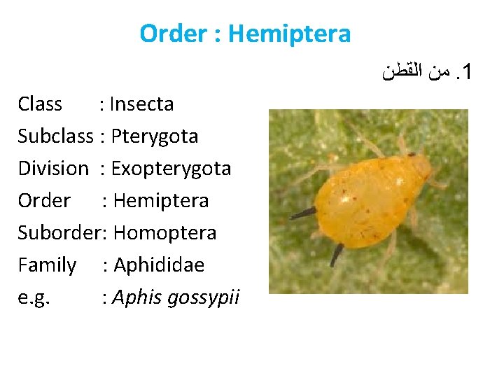Order : Hemiptera ﻣﻦ ﺍﻟﻘﻄﻦ. 1 Class : Insecta Subclass : Pterygota Division :