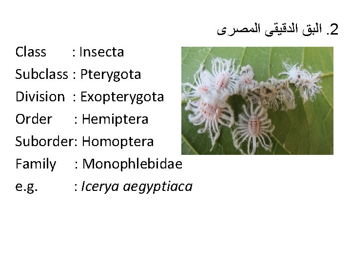  ﺍﻟﺒﻖ ﺍﻟﺪﻗﻴﻘﻰ ﺍﻟﻤﺼﺮﻯ. 2 Class : Insecta Subclass : Pterygota Division : Exopterygota