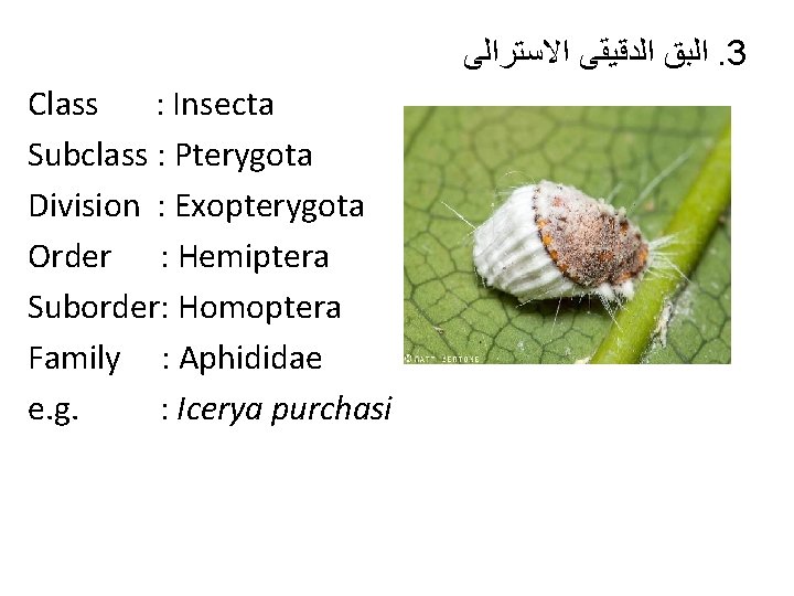 ﺍﻟﺒﻖ ﺍﻟﺪﻗﻴﻘﻰ ﺍﻻﺳﺘﺮﺍﻟﻰ. 3 Class : Insecta Subclass : Pterygota Division : Exopterygota