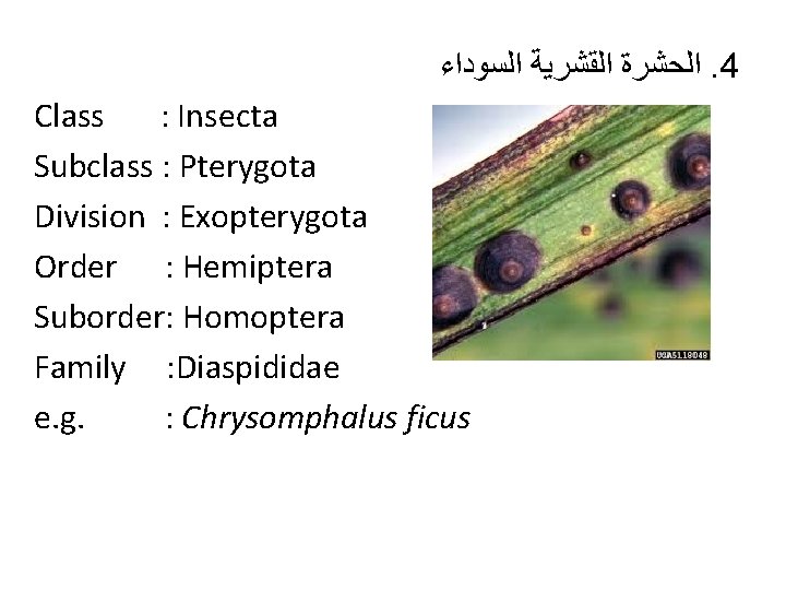  ﺍﻟﺤﺸﺮﺓ ﺍﻟﻘﺸﺮﻳﺔ ﺍﻟﺴﻮﺩﺍﺀ. 4 Class : Insecta Subclass : Pterygota Division : Exopterygota