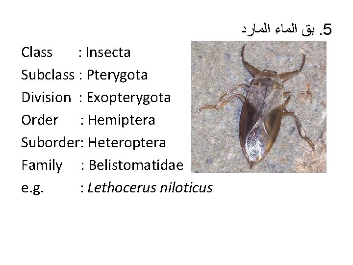 ﺑﻖ ﺍﻟﻤﺎﺀ ﺍﻟﻤﺎﺭﺩ. 5 Class : Insecta Subclass : Pterygota Division : Exopterygota