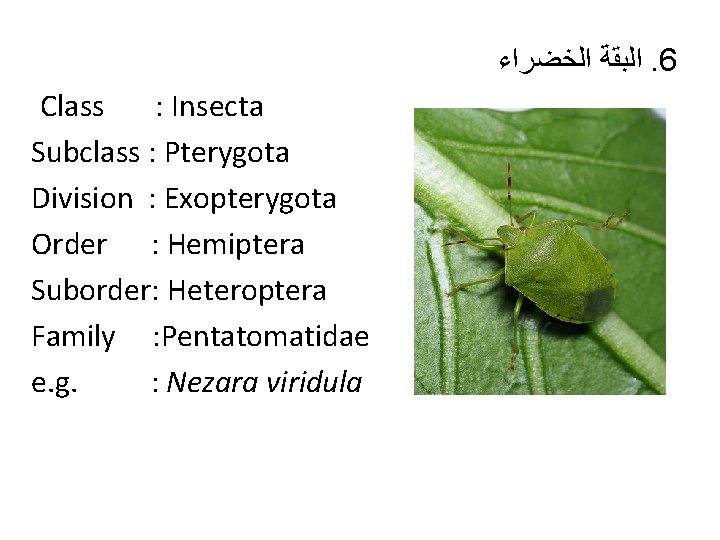  ﺍﻟﺒﻘﺔ ﺍﻟﺨﻀﺮﺍﺀ. 6 Class : Insecta Subclass : Pterygota Division : Exopterygota Order