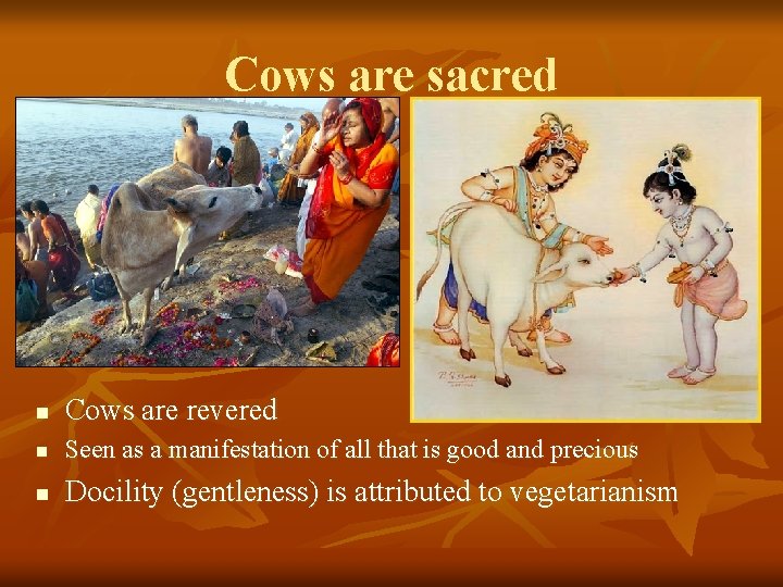Cows are sacred n Cows are revered n Seen as a manifestation of all