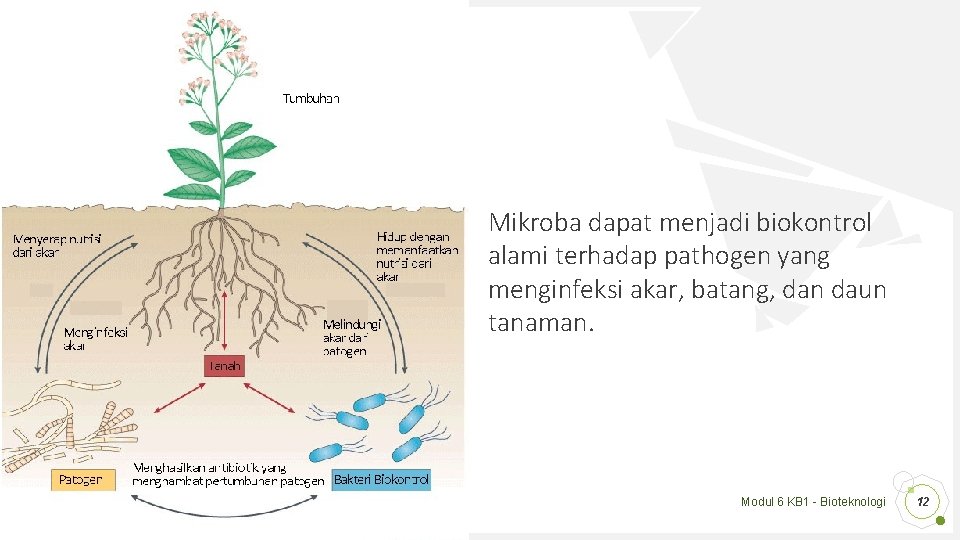 Mikroba dapat menjadi biokontrol alami terhadap pathogen yang menginfeksi akar, batang, dan daun tanaman.