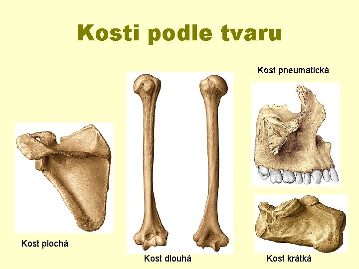 Kosti podle tvaru Kost pneumatická Kost plochá Kost dlouhá Kost krátká 