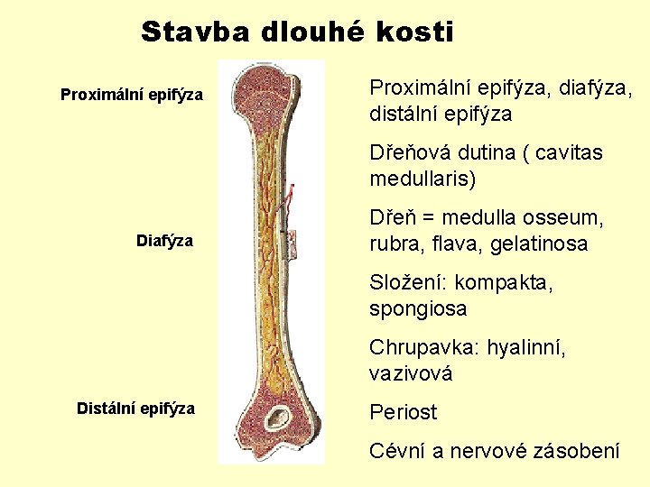 Stavba dlouhé kosti Proximální epifýza, diafýza, distální epifýza Dřeňová dutina ( cavitas medullaris) Diafýza