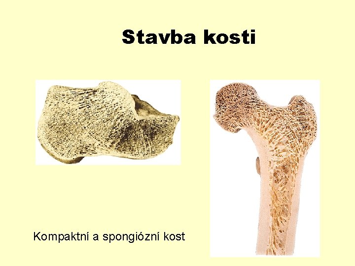 Stavba kosti Kompaktní a spongiózní kost 