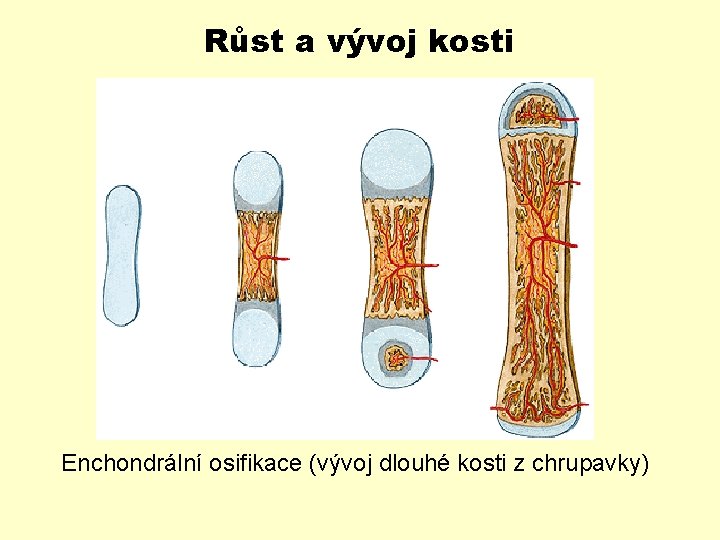 Růst a vývoj kosti Enchondrální osifikace (vývoj dlouhé kosti z chrupavky) 