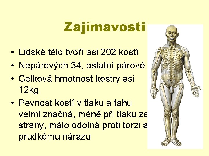 Zajímavosti • Lidské tělo tvoří asi 202 kostí • Nepárových 34, ostatní párové •