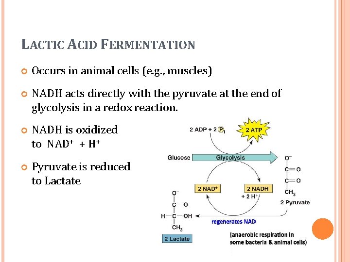 LACTIC ACID FERMENTATION Occurs in animal cells (e. g. , muscles) NADH acts directly